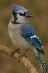 Blue Jay (Cyanocitta cristata)